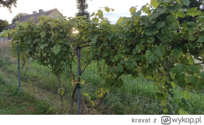 kravat - Moje różowe mają chyba 4 lata, żałuję że nie kupiłem więcej bo tylko 2 krzak...