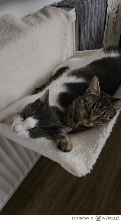 Talarkowy - @Talarkowy:  a tu razem, choć już się nie mieszczą 😂