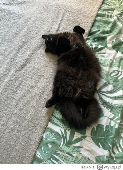 sajko - Taki chill mieć jak Yami (⌐ ͡■ ͜ʖ ͡■) #pokazkota