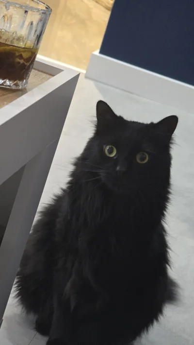 JackDanieIs - #kot #koty czas spać