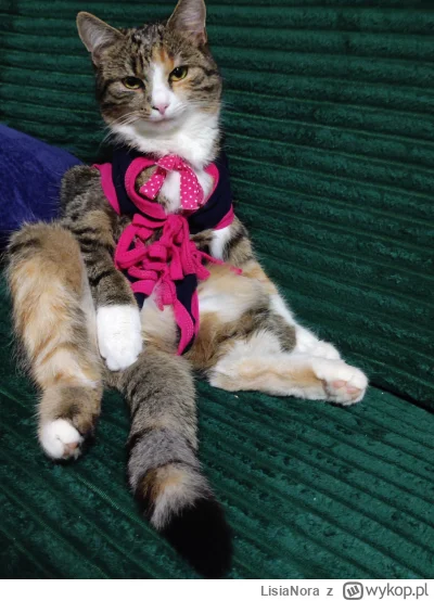 LisiaNora - "Nie lubie różowego.."
#pokazkota #kitku #koty