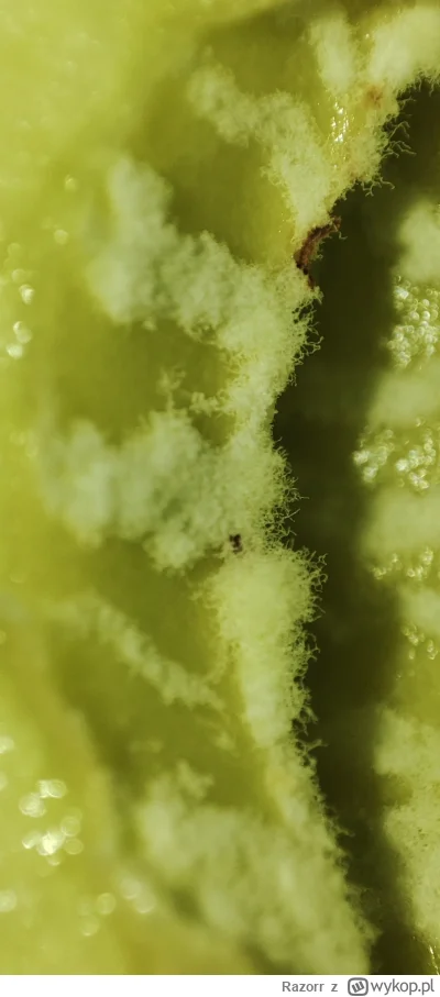 Razorr - #przegryw takie coś mam w jabłku zamiast pestek, jeść?