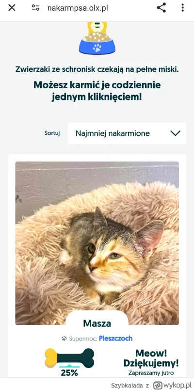 Szybkalada - Karmić kiteły! #nakarmpsa #nakarmkota #olx #zwierzaczki #zwierzeta #koty...