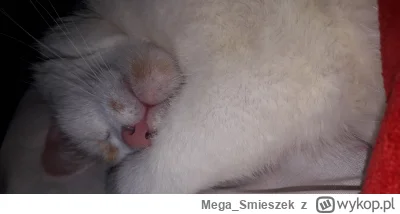 Mega_Smieszek - A kochają Was Wasze kotki śpiotki? ᶘᵒᴥᵒᶅ

#koty #pokazkota