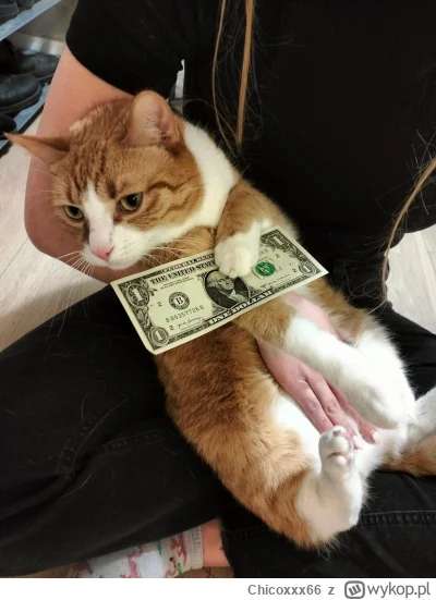 Chicoxxx66 - Sierściuch płaci czynsz za mieszkanie (｡◕‿‿◕｡)

#zwierzaczki #koty #kote...