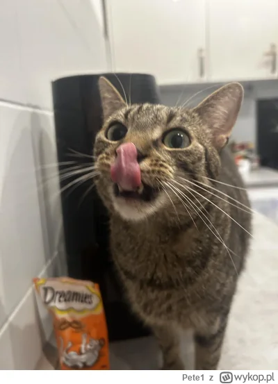 Pete1 - #koty #pokazkota #smiesznekotki