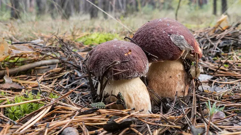 Barte_q - Nie ma to jak zrobić artykuł na temat grzybów i wstawić złe zdjęcie:

https...