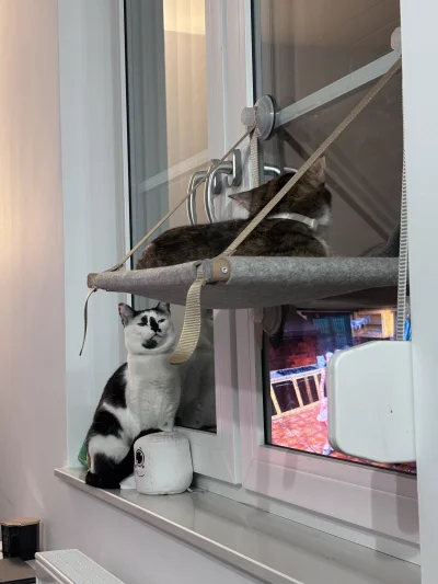 nanobot - #koty „oddawaj moją miejscuwę, siora”