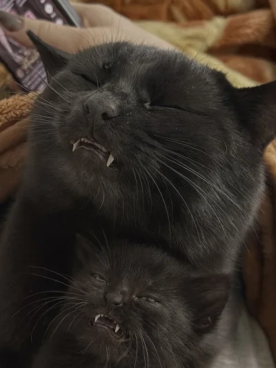 Czosnkov - @biszkoptowypiesobronny: