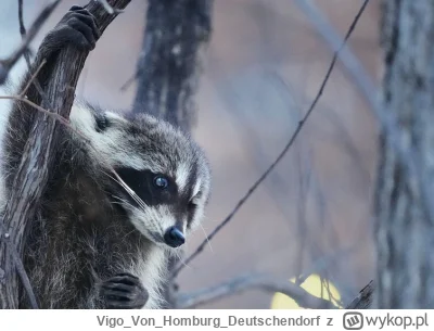 VigoVonHomburg_Deutschendorf - - To już piątek?! (ⴲ﹏ⴲ)
#szopeknadzis