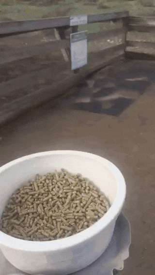 wfyokyga - Strusiu p----------o