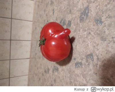 Kunup - Kurła Pioter zamieniłem się w pomidora. Nie zjadaj ojca swego sprawiedliwego ...