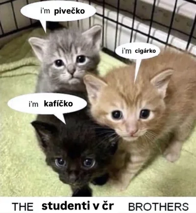 frugASS - #ceskememy #czeskiememy