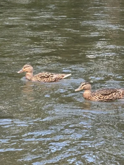 wybryk_natury - kaczuszki