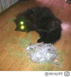 daray89 - #codziennykotopetany #dziwnekotki