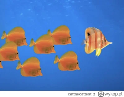 catthecattest - @winsxspl czyżby to!!!?