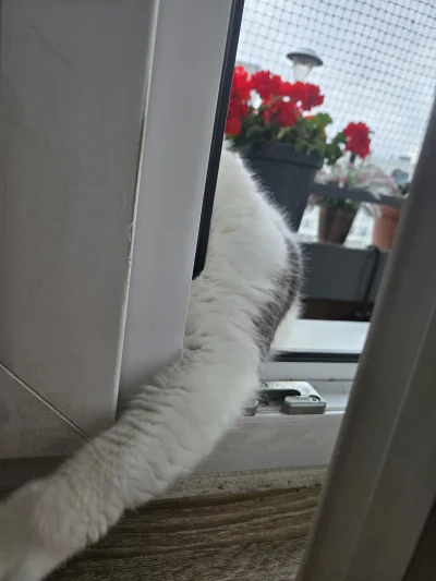 Solsith - @cutecatboy: możliwe( ͡° ͜ʖ ͡°)