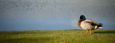 xvprvx - #ptaszkowpis #fotografia