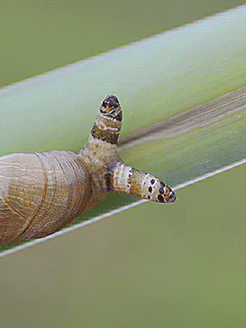 kolorowy_monochrom - 6500 ślimaków z pasożytem przywra, która kontroluje je jak zombi...