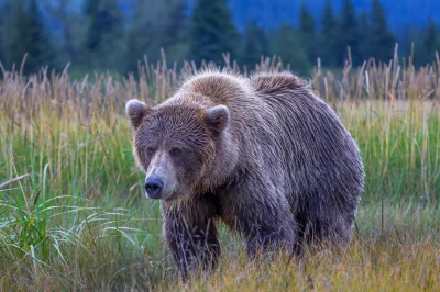 dodi-lukebakio - #f1 #codziennyolliebearman

Skoncentrowany Misiu