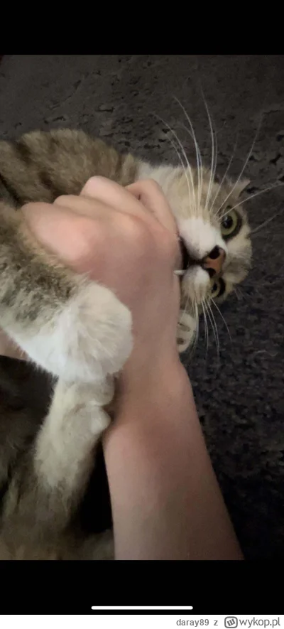 daray89 - #codziennykotopetany #dziwnekotki