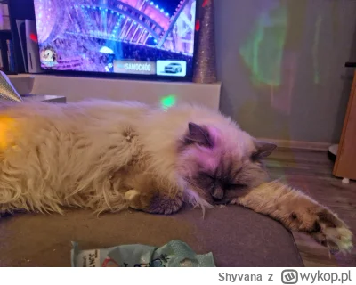Shyvana - Ktoś tu nie doczekał północy ( ͡° ͜ʖ ͡°)

#kot #koty #pokazkota #zwierzaczk...