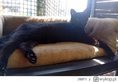 JWP1 - @JWP1 Jest też Smoluch (Luna) która stanowi 25% populacji a odpowiada za 75% a...