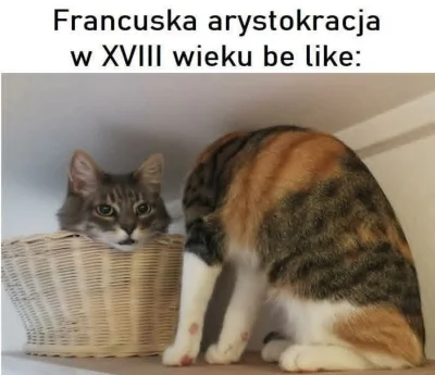 f.....e - #heheszki #humorobrazkowy #koty