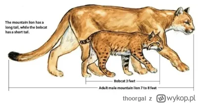 thoorgal - @lajsta77 to nie bobcat tylko mountain lion. One chyba nie występują na Fl...