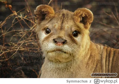 Symmachus - #famemma taki szum uszny mi się włączył że nawet nie wiem o czym on gadał