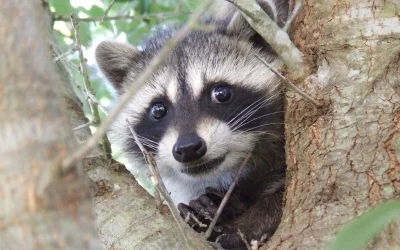 wfyokyga - Kiciusiowi też pokazałem wypok i powiedział że nie chce mnie znać ( ͡° ʖ̯ ...