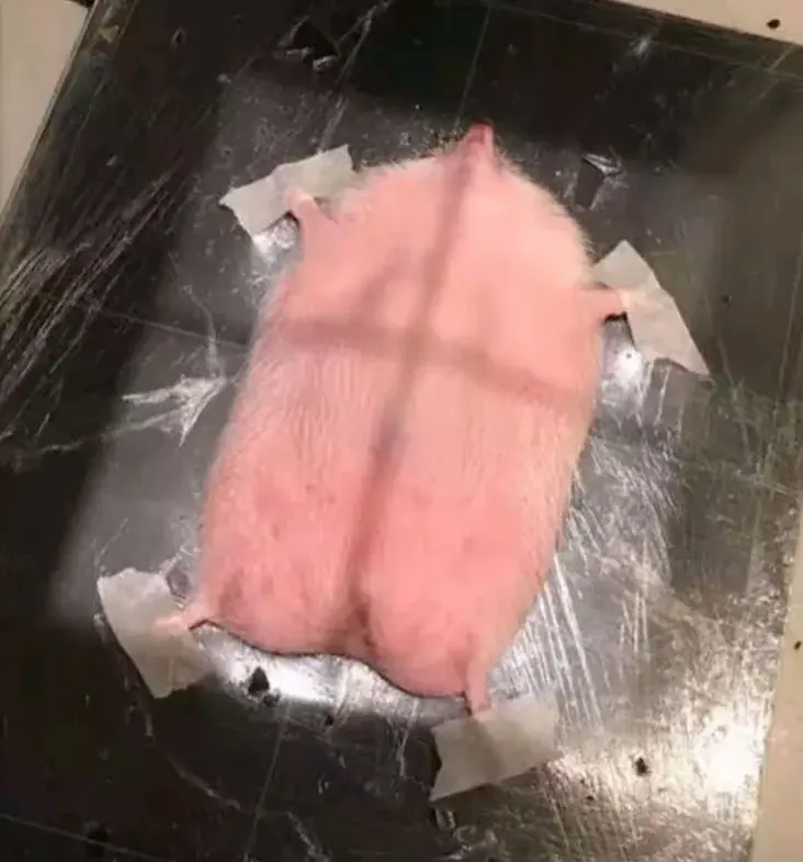 wfyokyga - Jeżyka ukrzyżowali do badania RTG