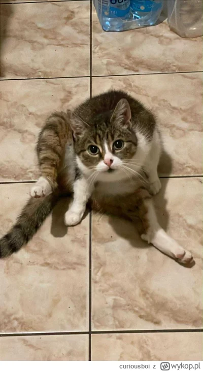 curiousboi - Goronce kotki w twojej okolicy #pokazkota #koty