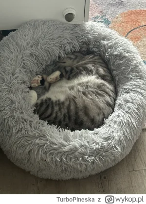 TurboPineska - #pokazkota #koty #wifinadzis #kitku 
To jes muj kotek jak sobie słodko...