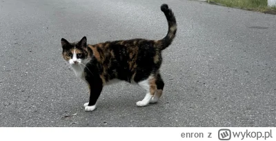 enron - Normalnie myślałem że moja kota za mną pobiegła xD a tu na drugim końcu osied...