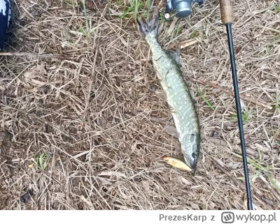 PrezesKarp - Majowe pistolety biorą aż miło. 4takie + jeden większy się spiął przy br...