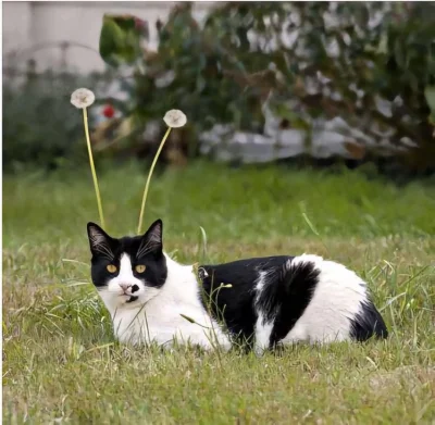 Timer_555 - #dziwnekotki