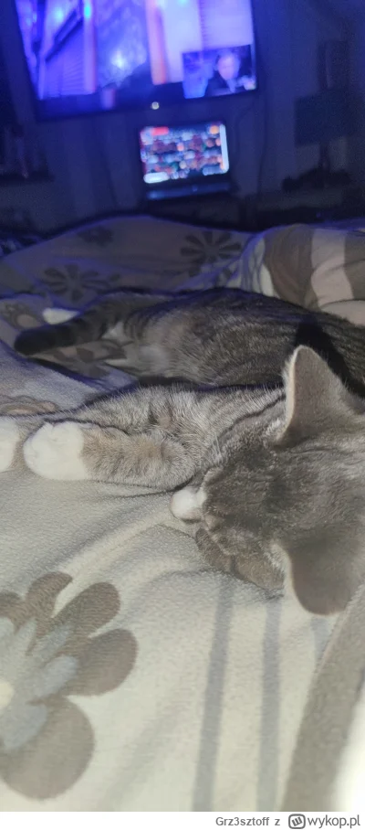 Grz3sztoff - #pokazkota  kitku śpi chyba czeba tesz