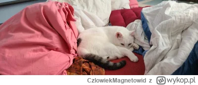 CzlowiekMagnetowid - Kitku się #!$%@?ło w przebieranie pościeli.
#koty #pokazkota #zw...