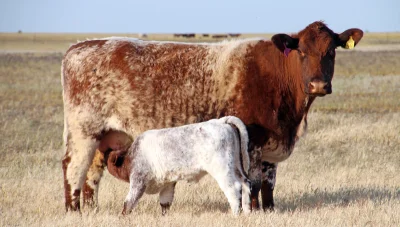 Loskamilos1 - Beef shorthorn, rasa krówek pochodząca z angielskiej ziemi. Oprócz Wiel...