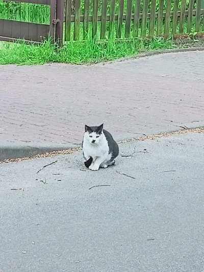 JegoKrolewskaMosc - Mały Adolf kotku
#koteczkizprzypadku