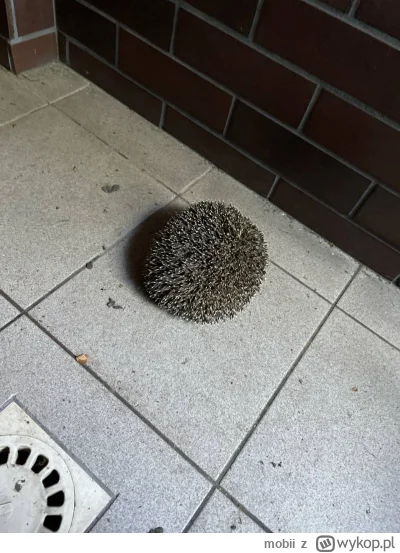 mobii - @Atreyu @Kicikicimiaul tak biedaka znalazlem