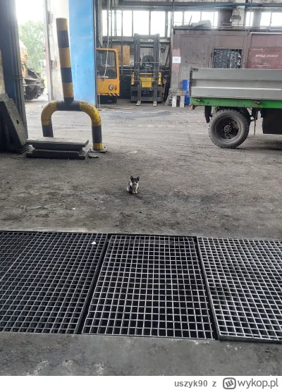 uszyk90 - Smoll 
#koty #koteczkizprzypadku