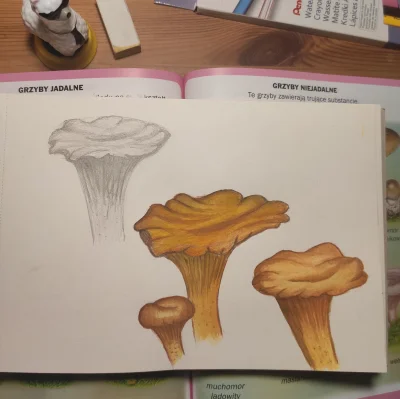 tabula_okrasa - Pierwsze podejście do rysowania kurek, uwielbiam te grzyby, jednak pr...