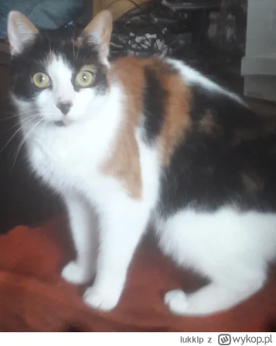lukklp - #koty
