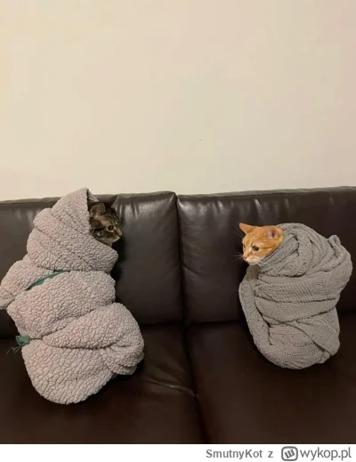 SmutnyKot - Zimno
#dziwnekotki