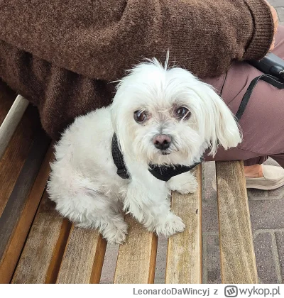 LeonardoDaWincyj - @serniczekwiedensky