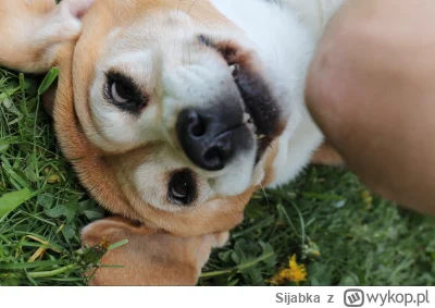 Sijabka - Chyba szatan, ale nie wiem
#smiesznypiesek #beagle