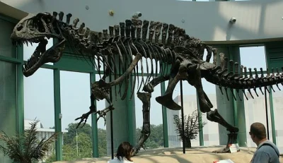 Loskamilos1 - @Loskamilos1: Ładny szkielecik pana dinozaura.