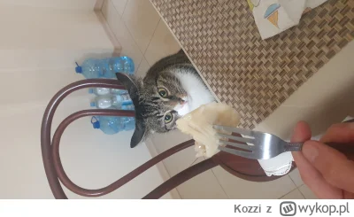 Kozzi - Nie dla kota to dla Pana to ( ͡º ͜ʖ͡º)
#pokazkota #heheszki